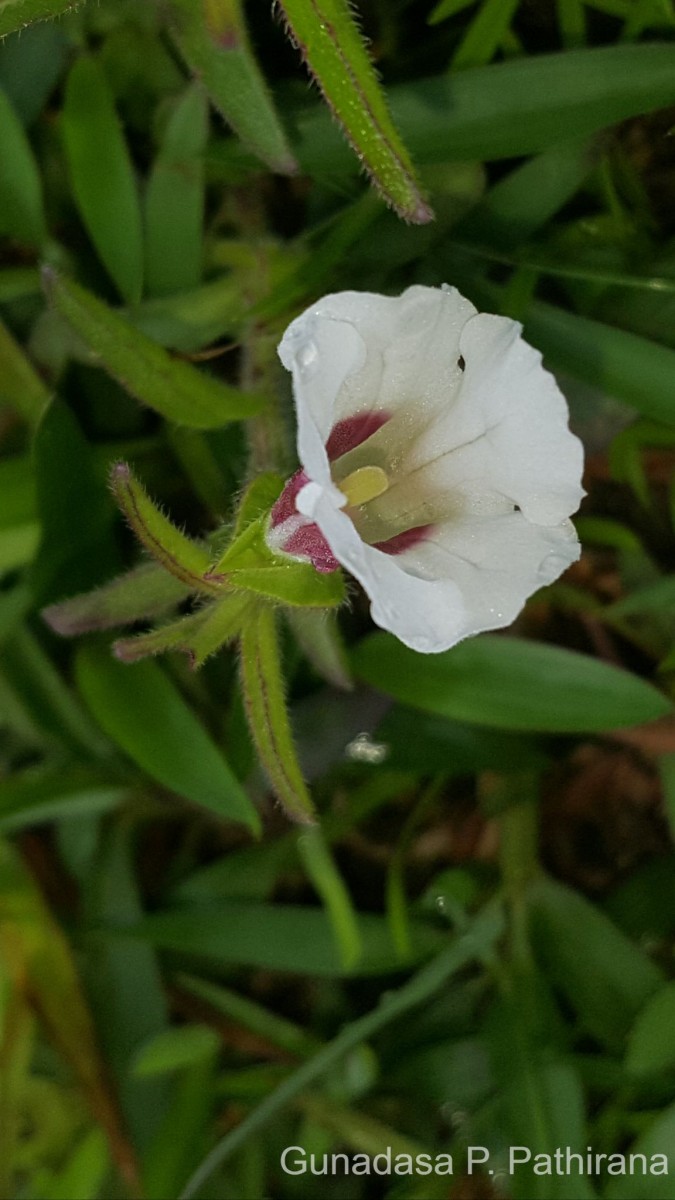 Centranthera indica (L.) Gamble